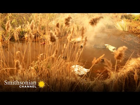 Plane Crashes into Alligator Nesting Grounds in the Florida Everglades 🐊 Air Disasters | Smithsonian