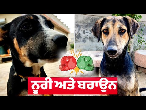 @Vlog wWe Fight Brown and Noore .