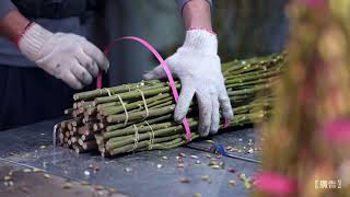 [閒聊] 宜蘭特有花卉作物-銀柳