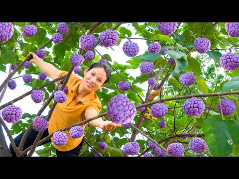 Harvesting Giant Purple Custard Apple Fruits to sell at the market - Growing more fruit trees