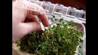 How I grow sprouts on the cheap!  You don&#39;t need fancy tools.