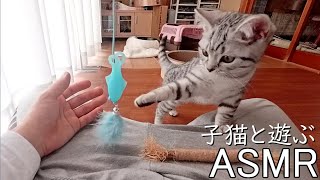 【ASMR】可愛い子猫と遊んでる『生後3ヵ月のスコティッシュ』