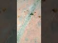 Antz Reel Fyp