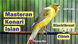 Download lagu Canary Sound Filled with Blackthroat and Ciblek Birds mp3