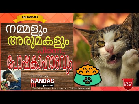 Awesome Tips for Feeding Your Cats | Essential Nutrients For Cats | Nandan Pets&Us | Vanaja Subash