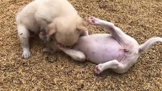 #doglife #dogs #dogshorts #amazingdogs #animals #streetdog #shortvideo #beautifuldogs #funnyanimal