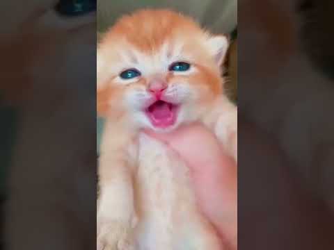 cat crying