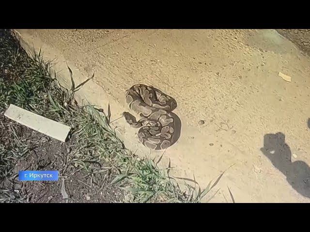 Необычное спасение