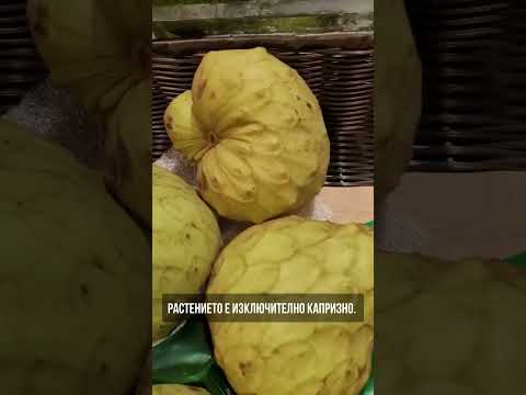 Плодът, който има вкус на СЛАДОЛЕД! 🍦 - Черимоя