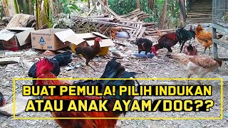 Download lagu BUAT PEMULA LEBIH BAIK BELI INDUKAN ATAU DOC / ANAK AYAM⁉️ mp3