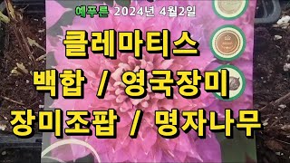 2024년4.2) 클레마티스 백합 영국장미 매자나무 장미조팝 설유화