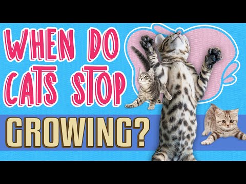 When Do Cats Stop Growing? 🐈 | Stages of a Cat's Growth & Feline Development 🐱🐾