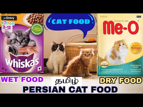 Best food for persian cat | Persian cat food types and schedule | My Kittens | Tamil