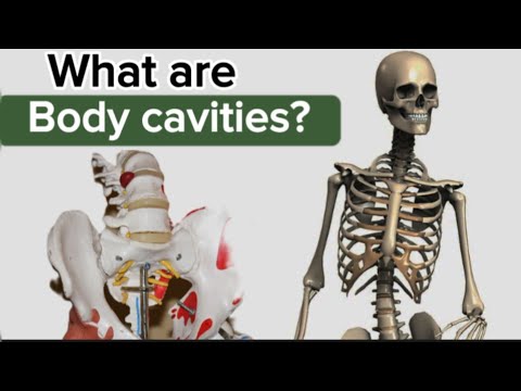 The five human body cavities
