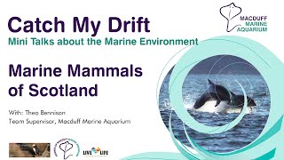 Catch My Drift Mini Talk – Marine Mammals of Scotland