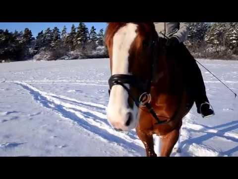 , title : 'Swedish Winter Horse'