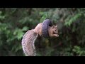 10 Hours Tire Swing Feeder July 27 2022