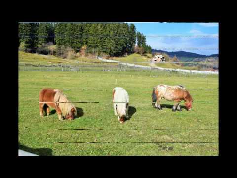 Weekend de poveste la Pensiunea Hora cu brazi din Zarnesti