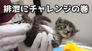 捨て猫エレジー】猫の赤ちゃんは自分で排泄することができないんです。