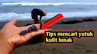 Download lagu Cara mencari yutuk/ undur undur laut mp3