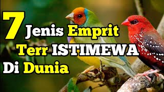 Download lagu Mengenal 7 Jenis Burung Emprit atau Pipit Paling Populer di Indonesia mp3 Download lagu Mengenal 7 Jenis Burung Emprit atau Pipit Paling Populer di Indonesia mp3