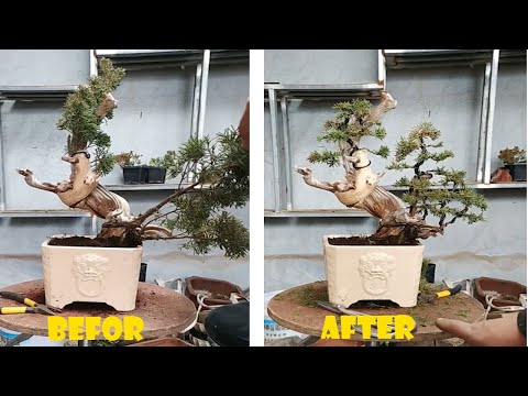 How to bend and prune great bonsai - A guide for beginners to bonsai #08