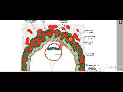 Chorion Decidua Placenta 5