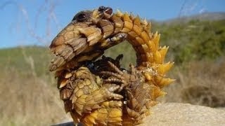 5 ГИГАНТСКИХ МОНСТРОВ СНЯТЫХ НА КАМЕРУ [Черный кот]