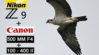 Nikon Z9 + Canon 500MM F4 + 100 - 400 II | WILD LIFE | Fringer EF - NZ | Canon user using Nikon Z9