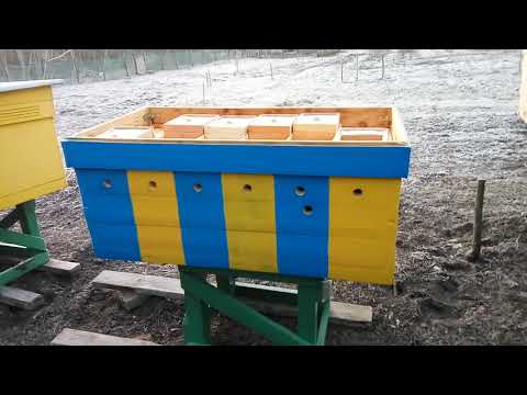 04,03,2021 Переделал лежак в нуклеусный улей