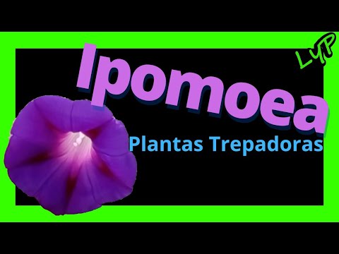 , title : '🤩Hermosa flor 🌺 Campanitas, batata, trepadora, Ipomoea, Don Diego de día, campanitas, morning glory'