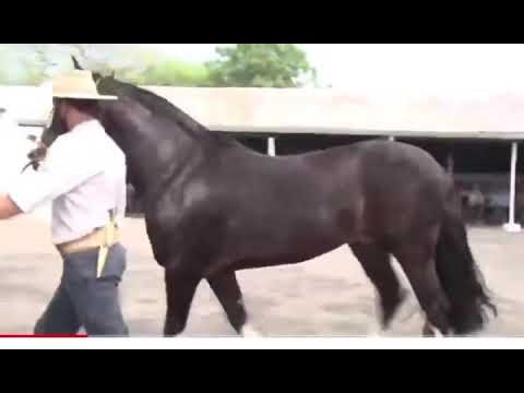 Cavalo crioulo Peleador do Itapororó