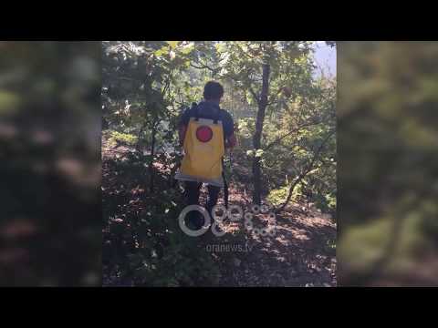 RTV Ora - Zjarre në vjeshtë, digjen pyje në Dibër e Bulqizë, ullinj në Fier