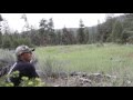 Mountain Lion Scream