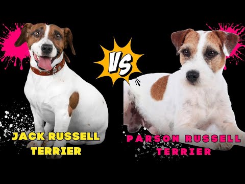 Jack Russell Terrier VS Parson Russell Terrier