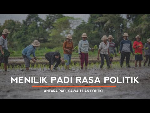 A LOOK AT RICE WITH A POLITICAL TASTE: BETWEEN RICE, PADDY FIELDS, AND POLITICIANS | Eps 78