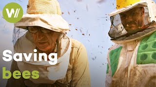Bee mortality in Argentina is increasing due to pesticides used on soybeans