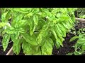 How to prune basil. Harvesting basil (thinning, pruning ...
