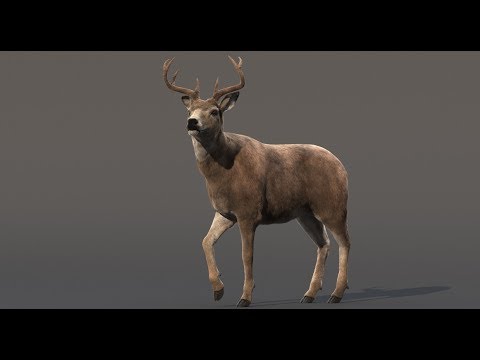 3d Deer model animation