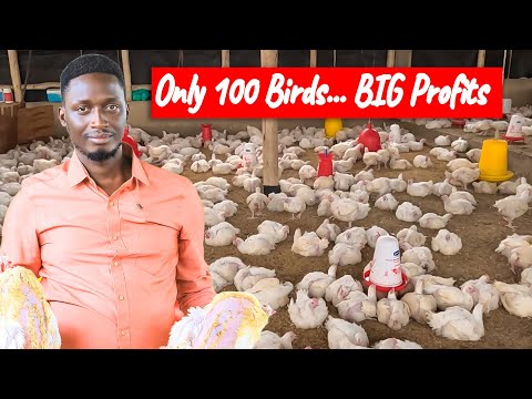 Secrets to Making Huge Profits from Broilers With Just 100 Birds