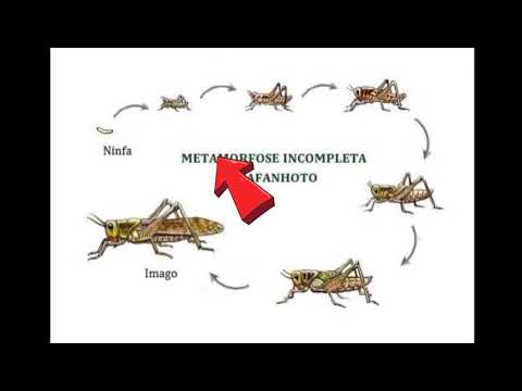 Depois da metamorfose ,o pequeno gafanhoto transformou-se em um gigante quase imbatível