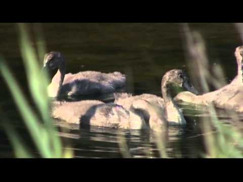 Na potep: Škocjanski zatok