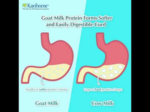 Goat Milk Digestion vs Cow Milk Digestion