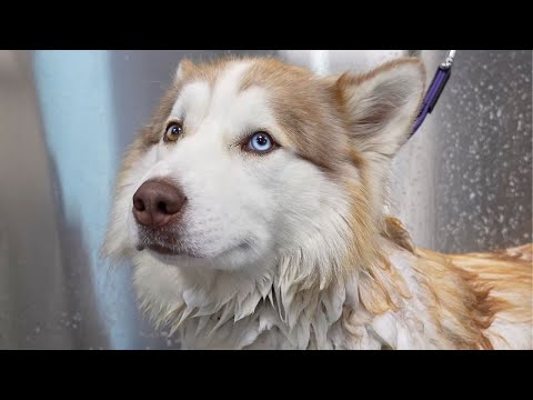 I Bathed This Husky in Lava & Dried Him With a Flamethrower