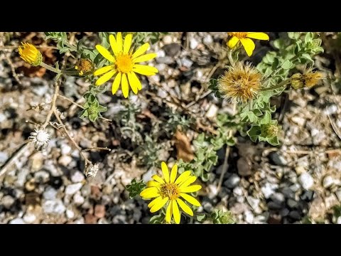 Native Plants of Coronado Historic Site - Hairy False Goldenaster