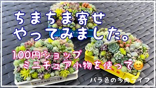 【多肉植物】【ガーデニング】【バラ】ちまちま寄せやってみました。100円ショップミニチュア小物を使って😊