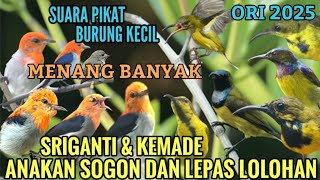 Download lagu SUARA PIKAT BURUNG KECIL SOGOK ONTONG KOMBINASI KEMADE/CABE'AN MENANG BANYAK mp3
