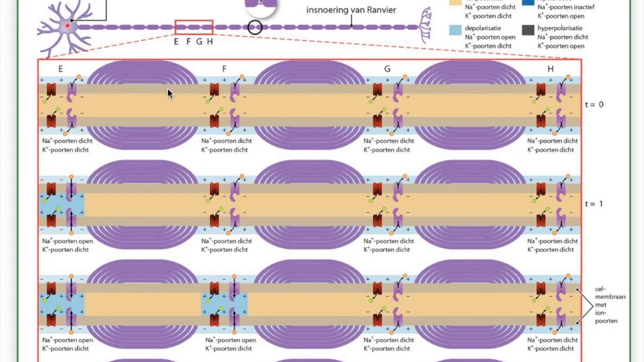 5V Sprongsgewijze impulsgeleiding