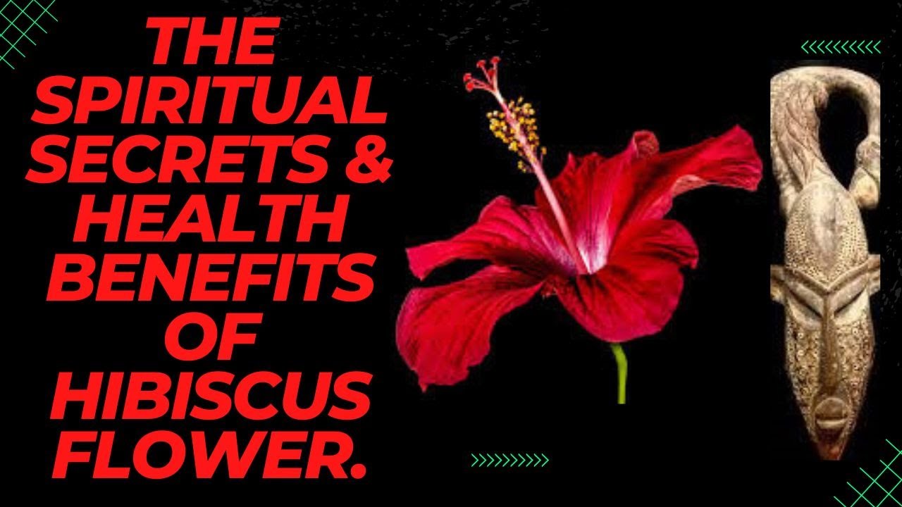 What is the spiritual meaning of a hibiscus flower? Tipseri