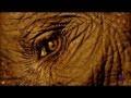 Goran Bregović - Lullaby 